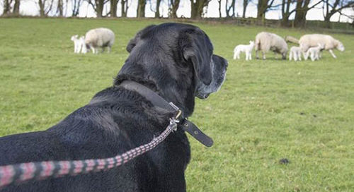 Dog owners - be careful during lambing season.