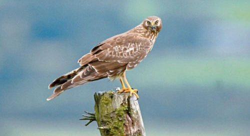 Hen Harrier research project at SHINE UCC