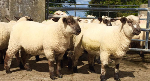 dramatic drop in the price of lamb at factories