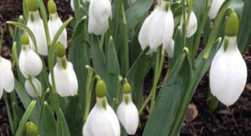 Celebrating Snowdrops!