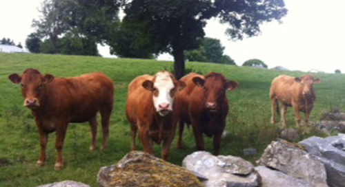 has agreed an exceptional aid fund for Irish beef farmers.