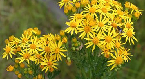 BE ALERT TO RAGWORT