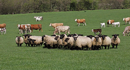 Sean Canney calls on farmers to join producer organisations