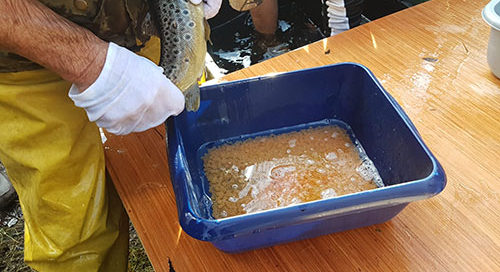 OUGHTERARD TROUT HATCHERY