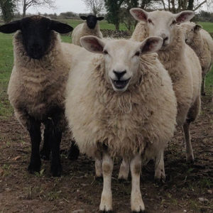 SHEEP WELFARE SCHEME