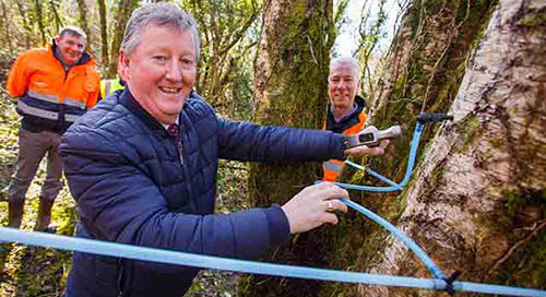 TREE TAPPING IN LONGFORD