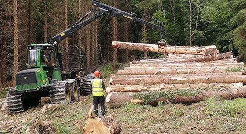 CANNEY – Calls on Government to sort out supply chains issues within forestry Industry