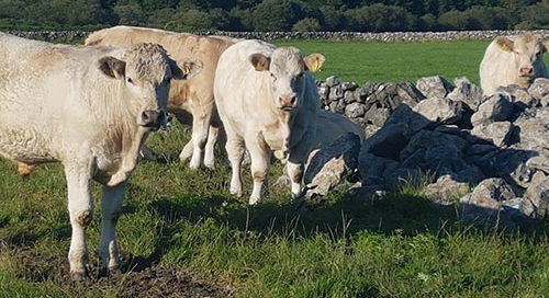 Sean Canney urges farmers to apply for the €100 per head finisher payment for beef scheme.