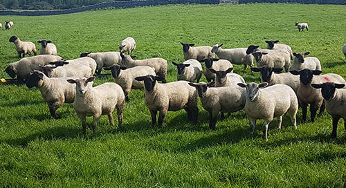 Call for support package for sheep farmers