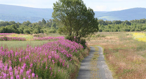 Communities asked to support Greenway through ‘hidden’ East Galway