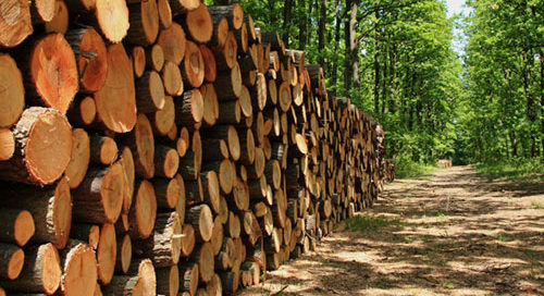 Approval given to fast track reform of forestry appeals system