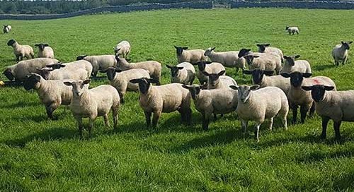 Supports calls to develop the Wool Industry in Ireland