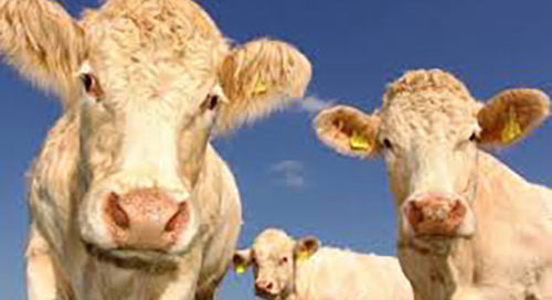 Calls for urgent intervention to offset losses on Irish Beef Industry