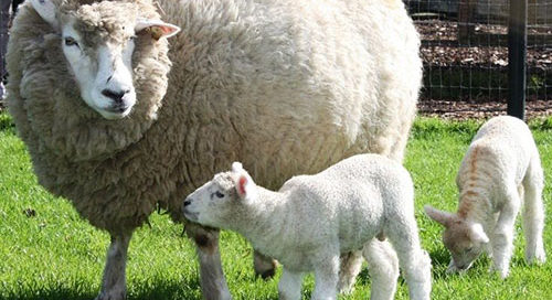 Galway Wool Co-op is an opportunity for Galway Sheep farmers