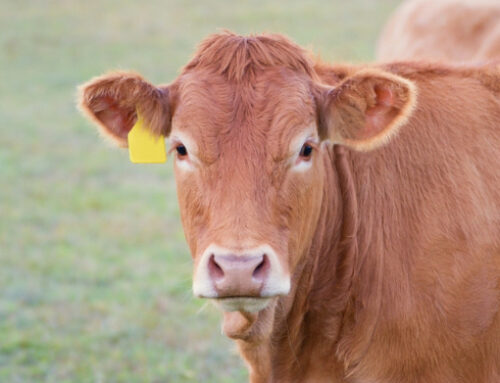 Minister Seán Canney Welcomes Commencement of €4.7 Million in Payments Under Dairy Beef Welfare Scheme